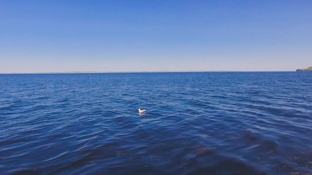 A Seagull flies over the water
