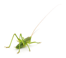 Locust isolated on white.