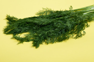 fennel on a yellow background