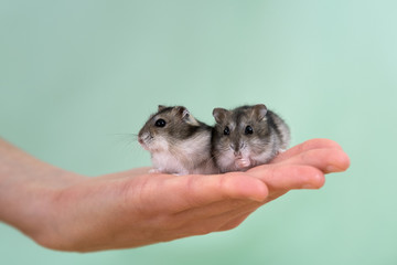 Closeup of two small funny miniature jungar hamsters sitting on a woman's hands. Fluffy and cute...