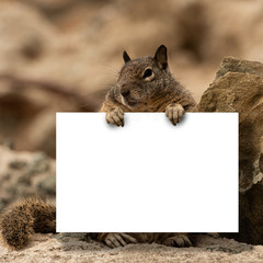 An image depicting a Squirrel holding a blank sign that is a blank close up.