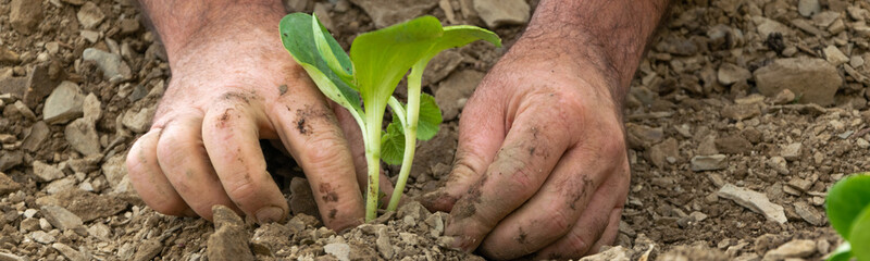 Man hands arrange young vegetable plants to plant them. Farming, agricultural concept, biological...