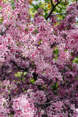Beautiful, pink blooming Apple tree in the spring garden. Agricultural industry