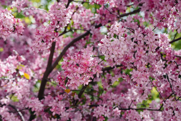 Beautiful, pink blooming Apple tree in the spring garden. Agricultural industry