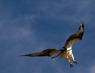 An Osprey preparing to land in its nest.