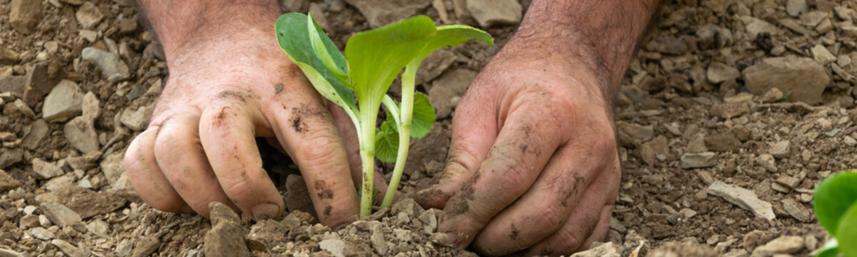 Man hands arrange young vegetable plants to plant them. Farming, agricultural concept, biological home production