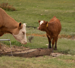 A young calf walking in a Wyoming pasture in the spring.