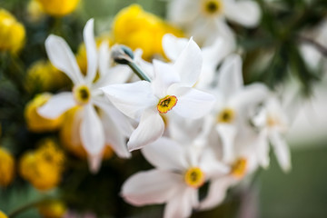 Obraz na płótnie Canvas white and yellow spring flowers Narcissus 