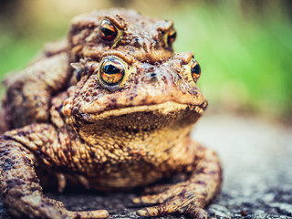 close-up pair of toads on the trail is a model