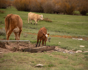 A young calf walking in a Wyoming pasture in the spring.