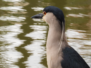 Black-crowned Night-Heron (Nycticorax nycticorax) in Huacachina desert oasis, Per&uacute;