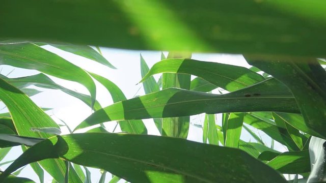 corn silage harvest. corn fourage harvester in action. harvest truck with tractor. Harvest of juicy corn silage by combine harvester 