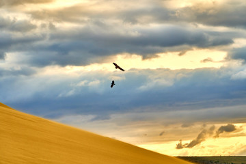 Fototapeta na wymiar Yellow desert. Sand dunes. Blue sky and white clouds. Birds at sunset. Mountains of sand. The multi-colored sky. Feather clouds.