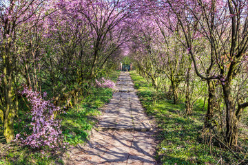 Fototapeta premium blooming cherries in the orchard on a sunny spring day orchard