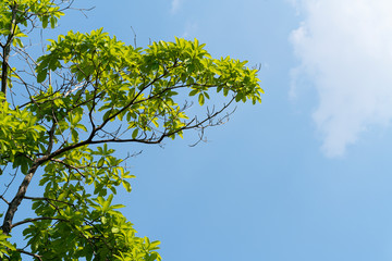 The new leafy tree, the background is sky