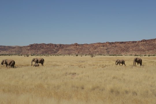 Five elephants walking in the bush, Namib desert, Namibia