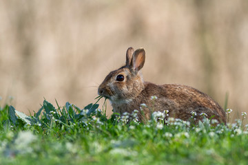 wild rabbit, blurred background, bokeh effect, photo taken in Italy in a natural environment