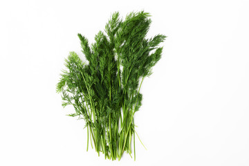 fennel on a yellow background