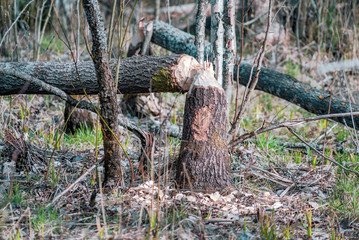 Obraz premium A tree gnawed by beavers fell in the spring .