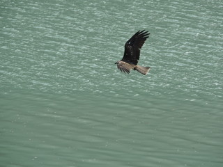Eagle flying over a river
