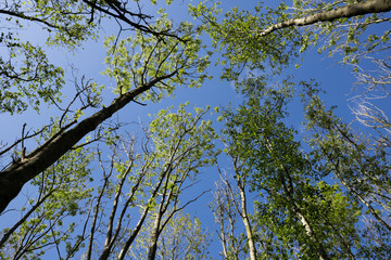 Looking up at the green and yellow tops of trees with a bright blue sky above