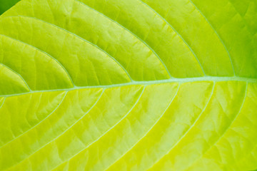 light green leaf plants for background