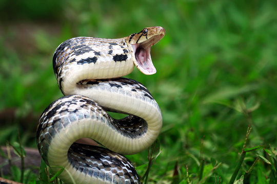 Copper headed Trinket Snake ready to strike, Indonesia