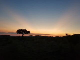 Savanna sunset.