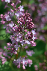 Tender branch of bright spring lilac in nature