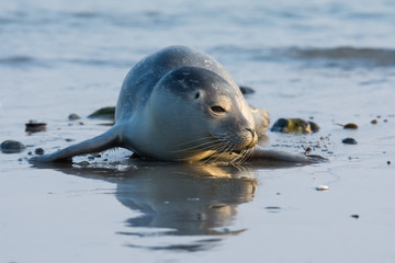 Common seal known also as Harbour seal, Hair seal or Spotted seal  (Phoca vitulina) pup lying on the beach. Helgoland, Germany