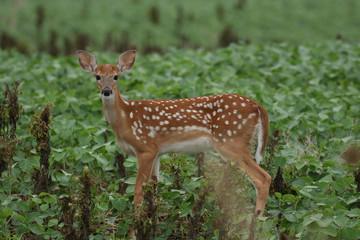 Whitetail Fawn