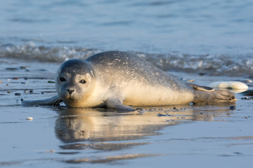 Common seal known also as Harbour seal, Hair seal or Spotted seal  (Phoca vitulina) pup lying on the beach. Helgoland, Germany - obrazy, fototapety, plakaty