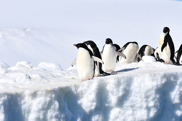 Adelie penguins (Hope Bay, Antarctica)