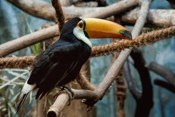 Toco Toucan. Toco Tucan sits on a branch in a jungle, portrait with clipping path. Tukan. © ibilyk13