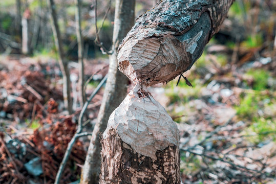 A tree gnawed by beavers fell in the spring .