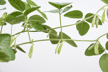 soybean plant seperated on white background with pods