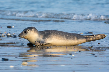 Common seal known also as Harbour seal, Hair seal or Spotted seal  (Phoca vitulina) pup lying on the beach. Helgoland, Germany © Iwona