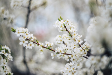 Blooming plum tree. The branches are covered with white flowers.