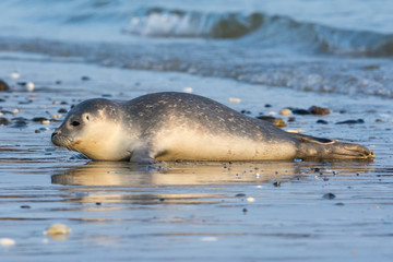 Common seal known also as Harbour seal, Hair seal or Spotted seal  (Phoca vitulina) pup lying on the beach. Helgoland, Germany © Iwona