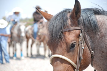 Fototapeta premium portrait of a horse