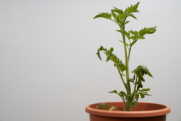 Tomato plant in pot seperated against white background