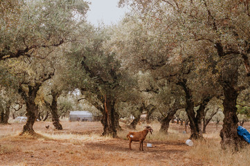 Olive Grove on the island of Greece. plantation of olive trees.