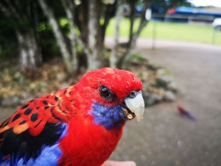 red parrot
