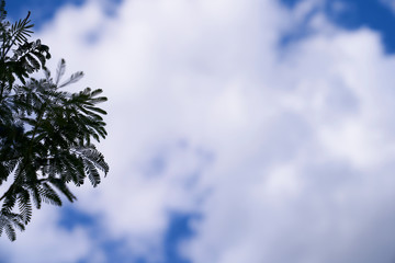 Mimosa branches with finely feathered leaves with blue sky and clouds in the background
