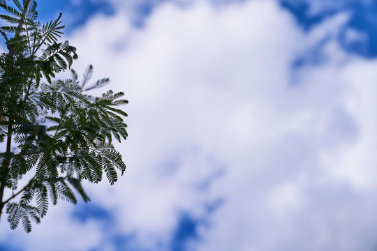 Mimosa branches with finely feathered leaves with blue sky and clouds in the background