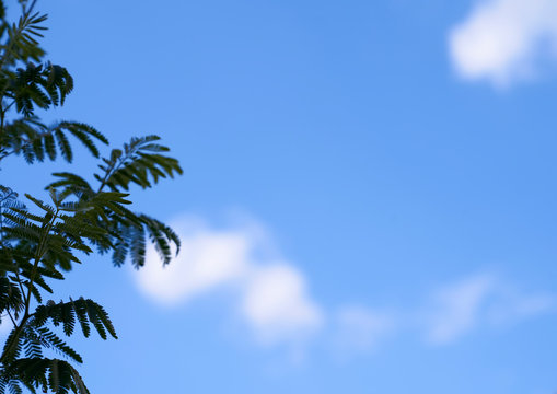 Mimosa branches with finely feathered leaves with blue sky and clouds in the background