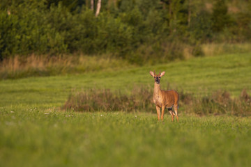 Young white-tailed deer, odocoileus virginianus, standing on green meadow at sunrise and looking. Wild stag with growing antlers in velvet sunlit in summer nature with copy space.