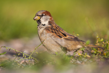Male house sparrow, passer domesticus, feeding on grass seeds and sitting on the ground in summer....