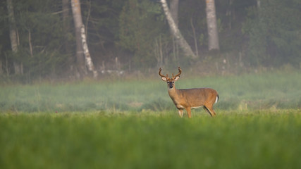 Alert white-tailed deer, odocoileus virginianus, stag with growing antlers covered in velvet...