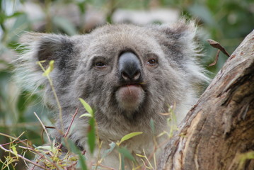 koala in the tree © Maximilian